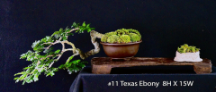 11-Texas-Ebony-8H-X-15W-1