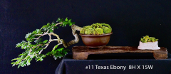 11-Texas-Ebony-8H-X-15W