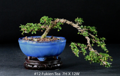 12-Fukien-Tea-7H-X-12W