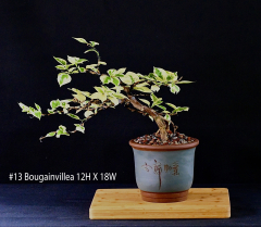 13-Bougainvillea-12H-X-18W