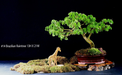 14-Brazilian-Raintree-13H-X-21W