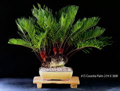 15-Coontie-Palm-21H-X-36W