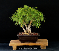 16-Salicaria-12H-X-14W