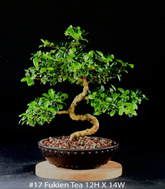 17-Fukien-Tea-12H-X-14W