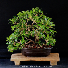 18-Green-Island-Ficus-13H-X-17W