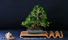 20-Green-Island-Ficus-12H-X-15W