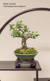 View More: http://frantz-photography.pass.us/2018-swfl-bonsai-society-annual-show