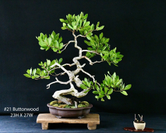 21-Buttonwood-23H-X-27W