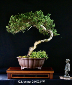 22-Juniper-28H-X-34W 0