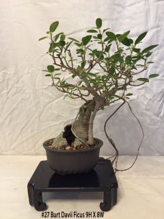 27-Burt-Davii-Ficus-9H-X-8W