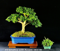 3-Gmelina-with-Accent-14H-X-17W