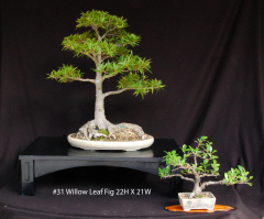 31-Willow-Leaf-Fig-22H-X-21W 0