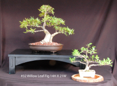 32-Willow-Leaf-Fig-14H-X-21W
