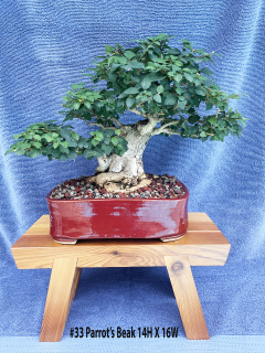 33-Parrots-Beak-14H-X-16W