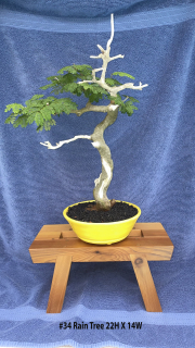 34-Rain-Tree-22H-X-14W