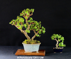 4-Portulacaria-12H-X-12-W