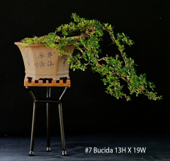 7-Bucida-13H-X-19W (1)