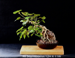 8-Sea-Hibiscus-12H-X-11W