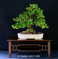 9-Tintillo-14H-X-18W