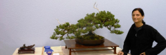 2014 Annual Bonsai Show