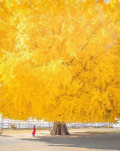 Giant-Ginkgo-Tree-in-Japan