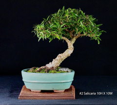 ﹟2-Salicaria-10H-X-10W 0